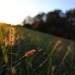 Golden Hour Grasses by alophoto