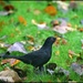 Blackbird in the autumn leaves by rosiekind