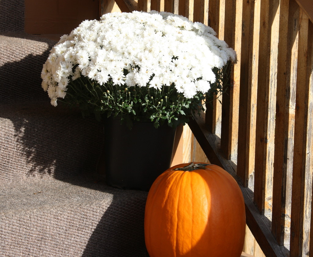 Mums and Pumpkin equals Autumn - Halloween  by bruni