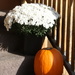 Mums and Pumpkin equals Autumn - Halloween  by bruni