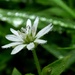 Stitchwort in the rain by julienne1