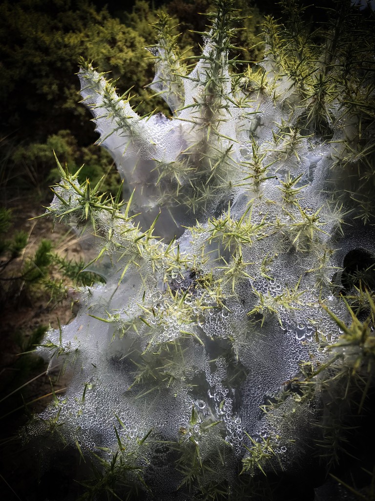 Dew drops on gorse by jgpittenger