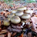 Mushrooms and rustly leaves by julienne1