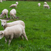 Sheep through Back Fence by jon_lip