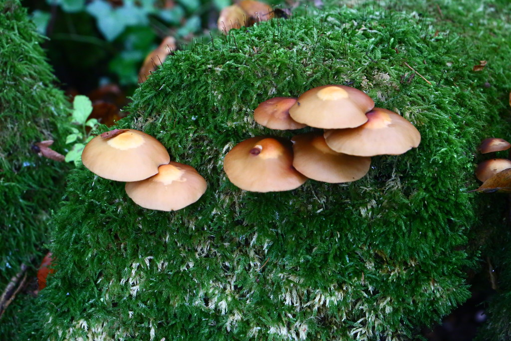 Enid Blyton Mushrooms by phil_sandford