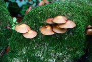 19th Oct 2017 - Enid Blyton Mushrooms