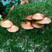 Enid Blyton Mushrooms by phil_sandford