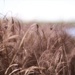 Velvet Grasses On The Estuary by motherjane