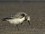 17th Oct 2017 - Chincoteague Sanderling for Camera Club