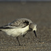 Chincoteague Sanderling for Camera Club by shesnapped