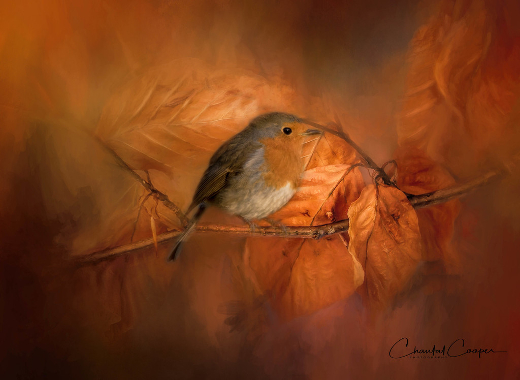 Autumnal Robin by shepherdmanswife