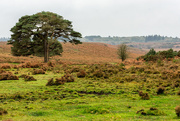 19th Oct 2017 - New forest Moors