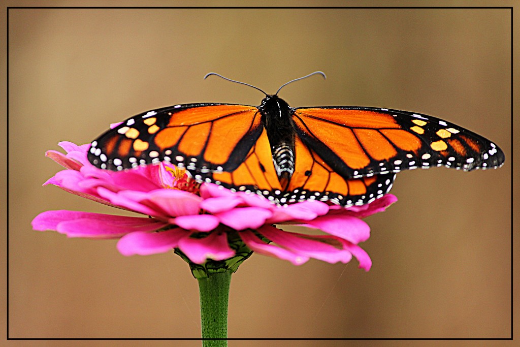 Beautiful Monarch by olivetreeann