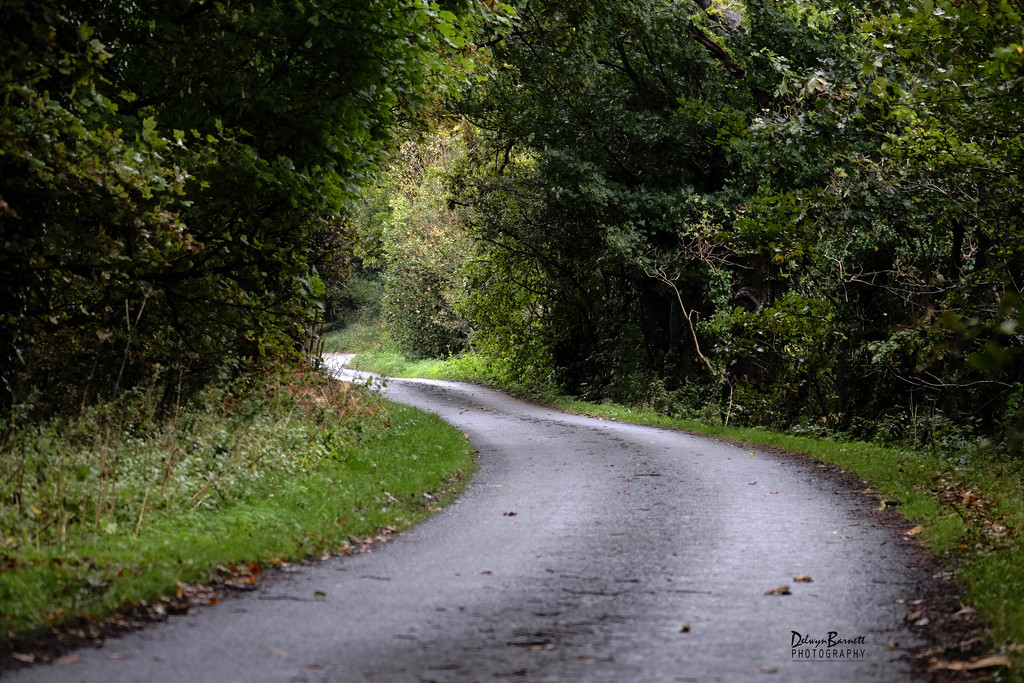Country Lane by dkbarnett