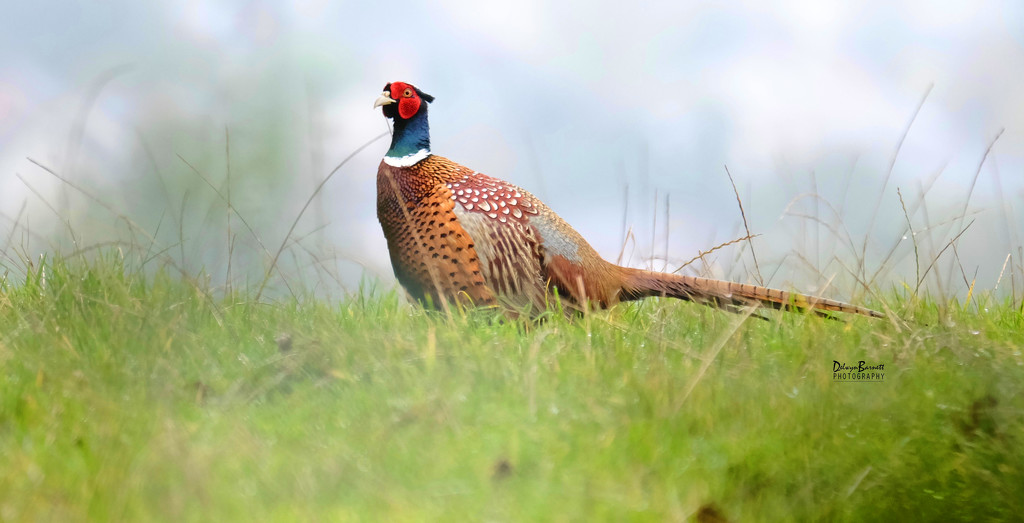 Cock Pheasant by dkbarnett
