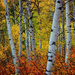 The Peace of the Aspens by exposure4u