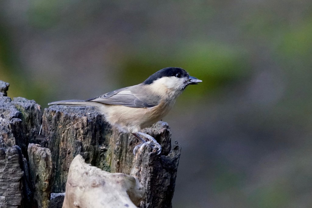 WILLOW TIT  by markp