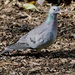 STOCK DOVE by markp