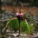  Spider Orchid by judithdeacon