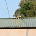 Cat On A Hot Tin Roof by gillian1912