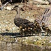 Nine little ducklings by kiwinanna