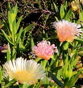 17th Oct 2017 - Iceplants in flower