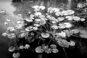 20th Oct 2017 - Lilly pads