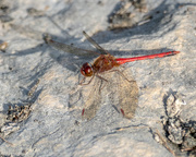 19th Oct 2017 - Dragonfly Red on a rock