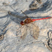 Dragonfly Red on a rock by rminer