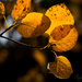 Yellow leaves by atchoo