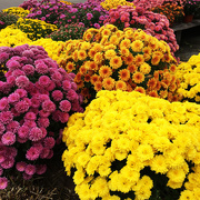 10th Oct 2017 - Mums In The Parking Lot