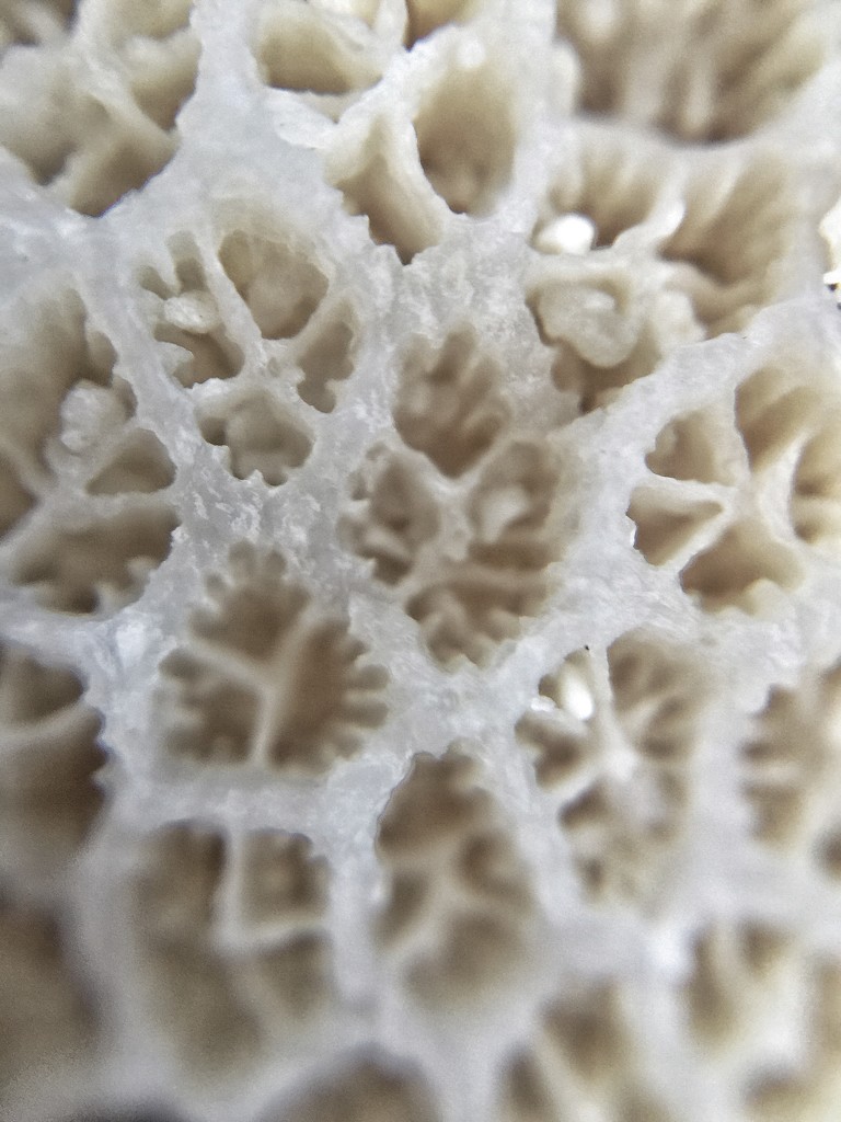 Macro coral. by cocobella
