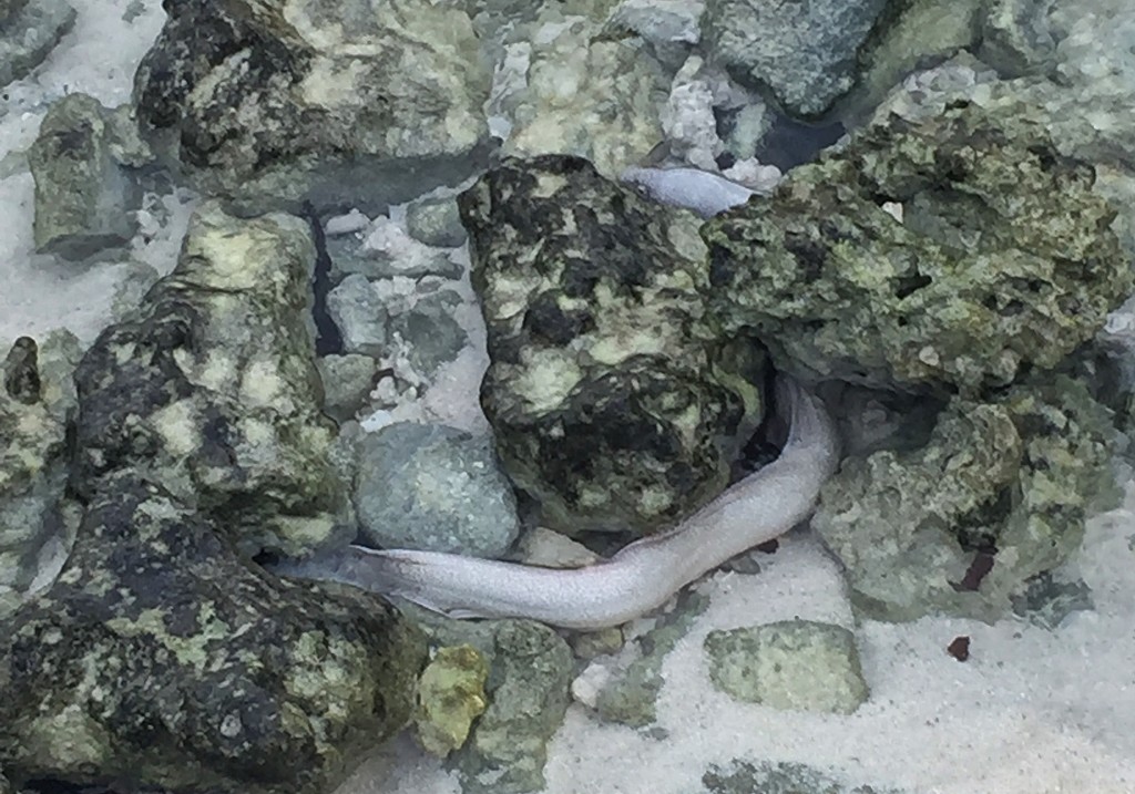 Half hidden moray eel by cocobella