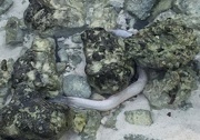 19th Oct 2017 - Half hidden moray eel