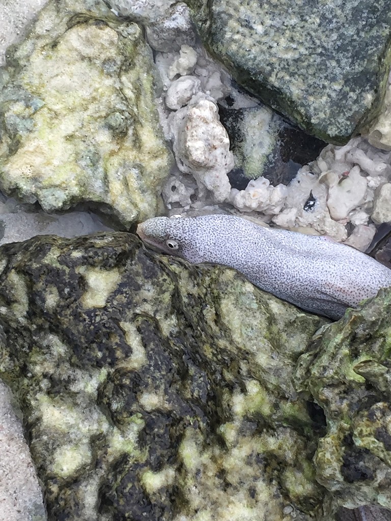White moray eel by cocobella