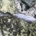 White moray eel by cocobella