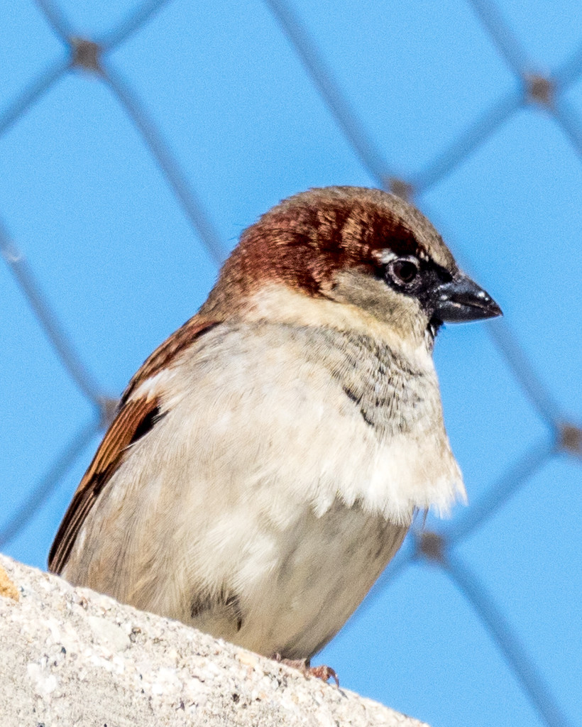 Hosue Sparrow Portrait by rminer