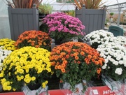 20th Oct 2017 - Chrysanthemums at the Garden Centre