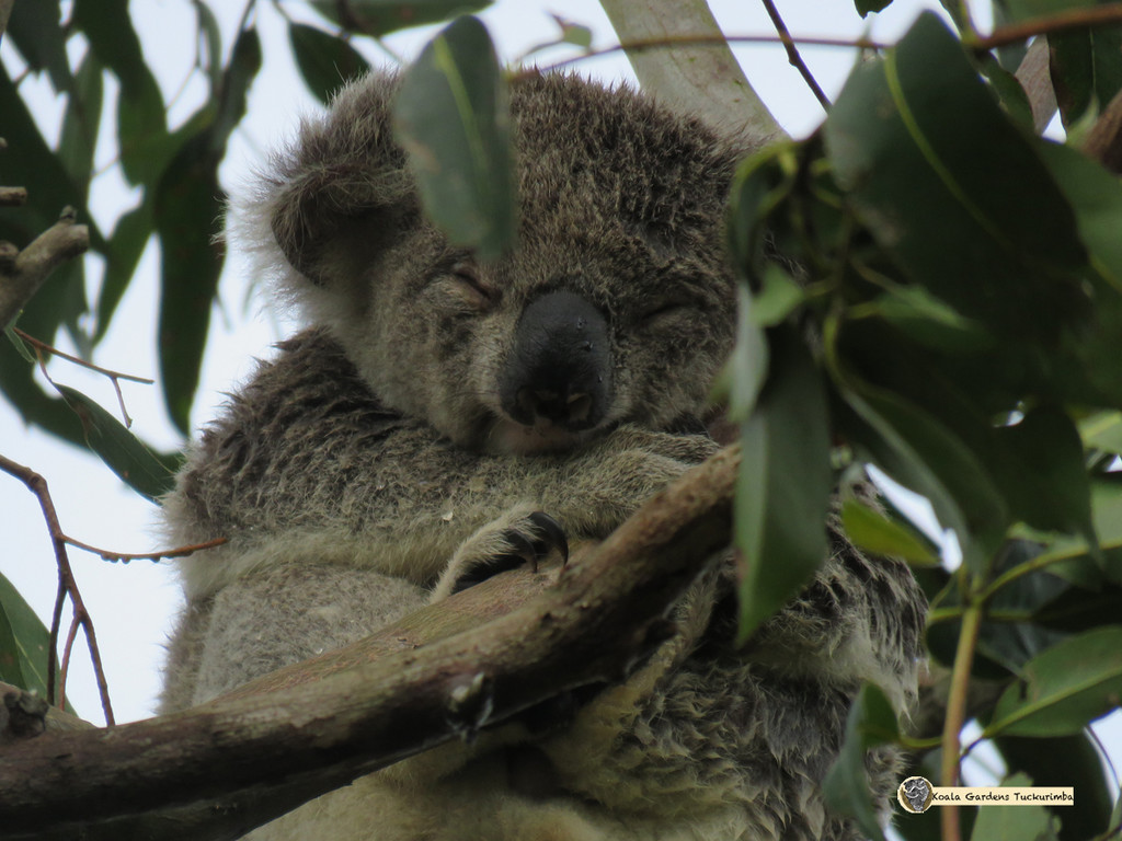 koala zen by koalagardens