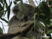 20th Oct 2017 - koala zen