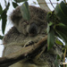koala zen by koalagardens