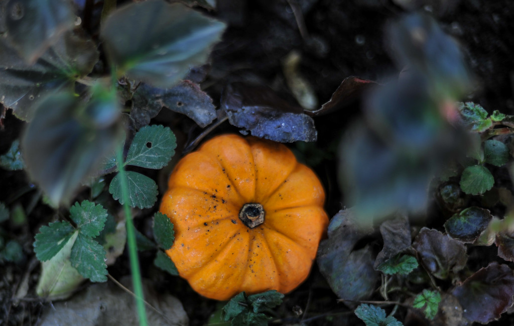 Pumpkin 14 by loweygrace