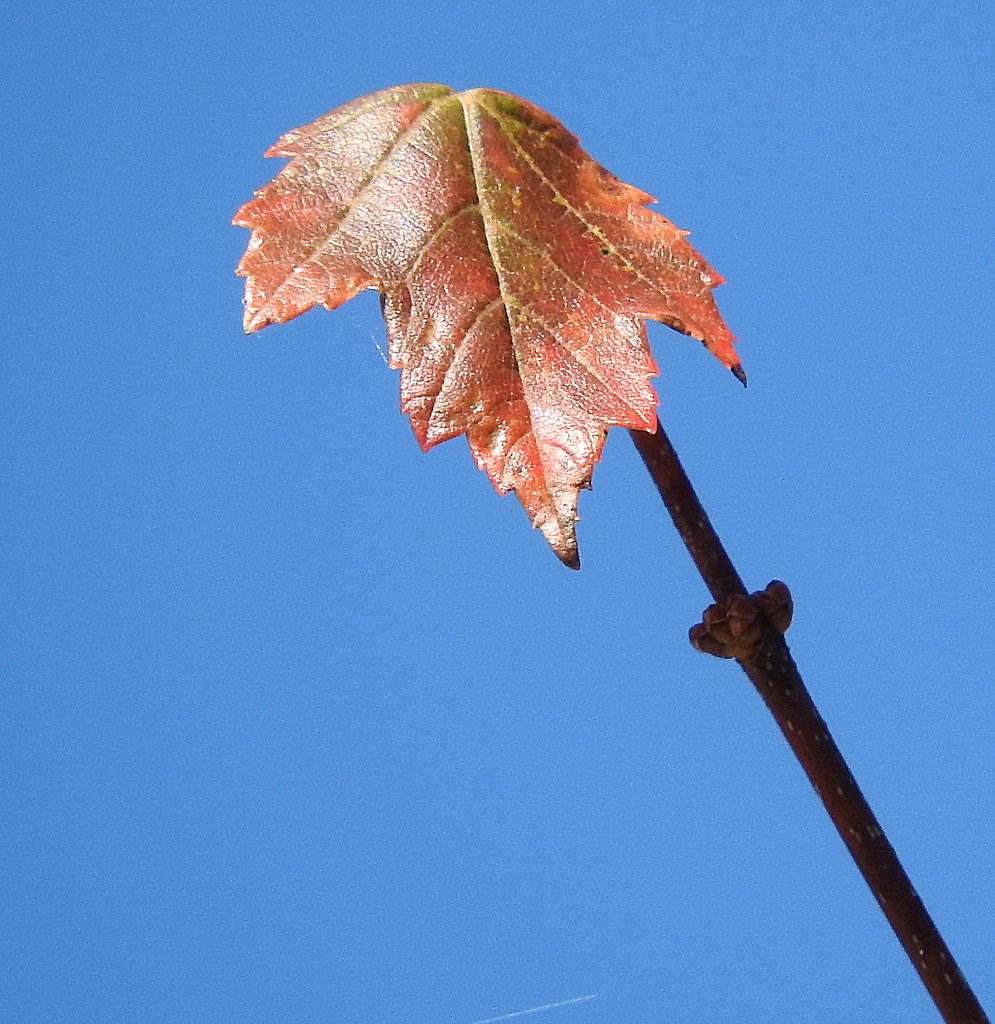 Leaf against the sky by homeschoolmom