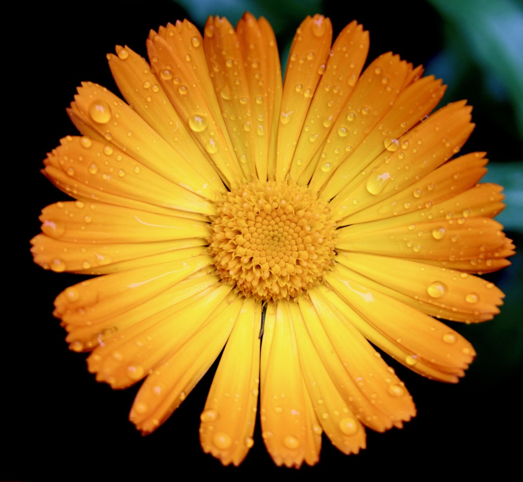 Marigold by daffodill