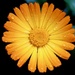 Marigold by daffodill