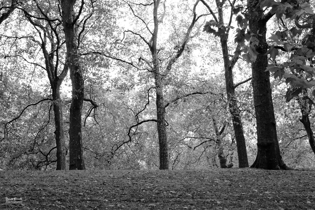 Green Park in black and white by dkbarnett
