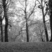 Green Park in black and white by dkbarnett