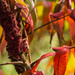 Sumac in the Fall by farmreporter
