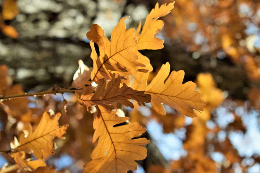 Oak Leaves by sandlily