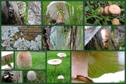 21st Oct 2017 - Mushrooms, Fungi, Lichen